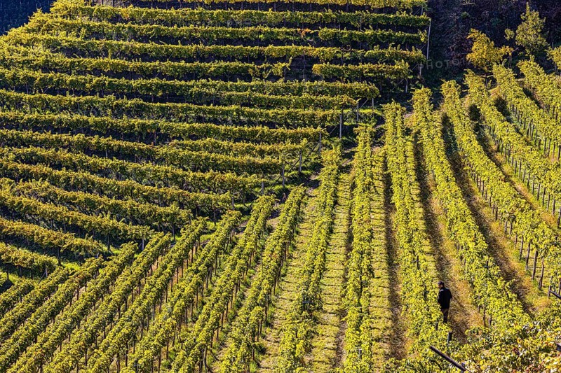 Vineyards below Lebenberg Castle, view from the Marlinger Waalweg