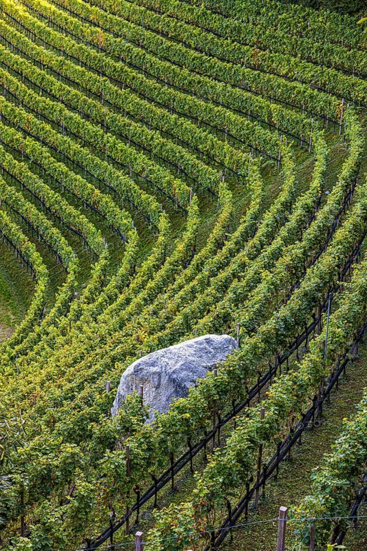 Boulders in the middle of vines, view from the Marlinger Waalweg