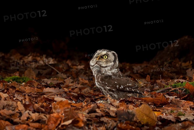 Tengmalm's owl,