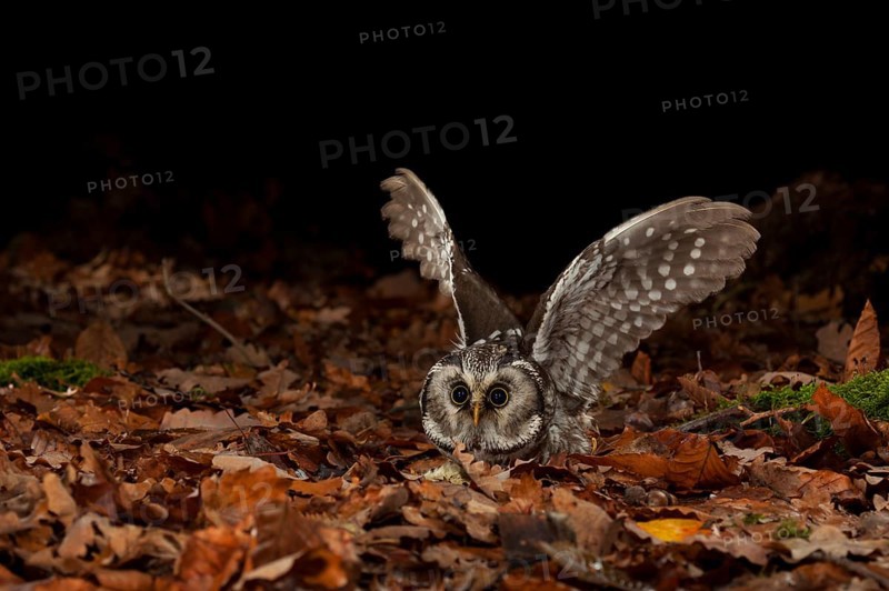 Tengmalm's owl,