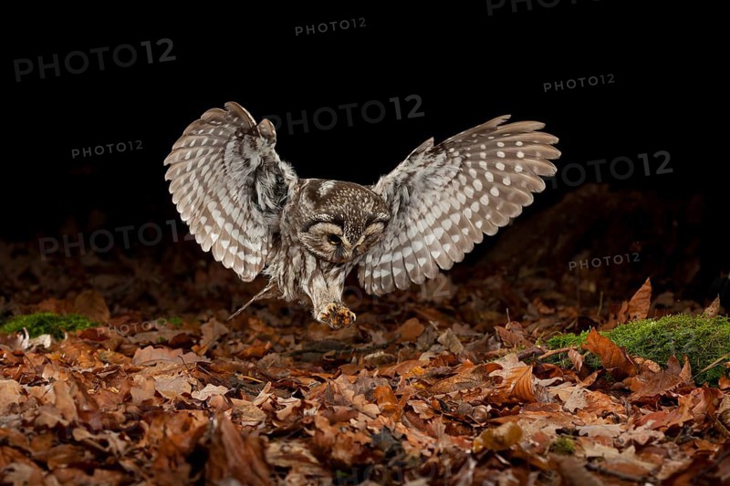 Tengmalm's owl,