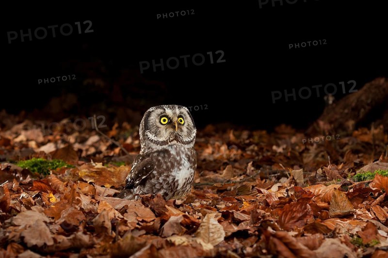 Tengmalm's owl,