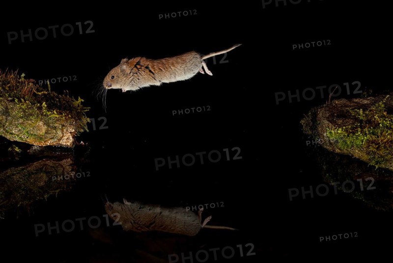 Bank vole,