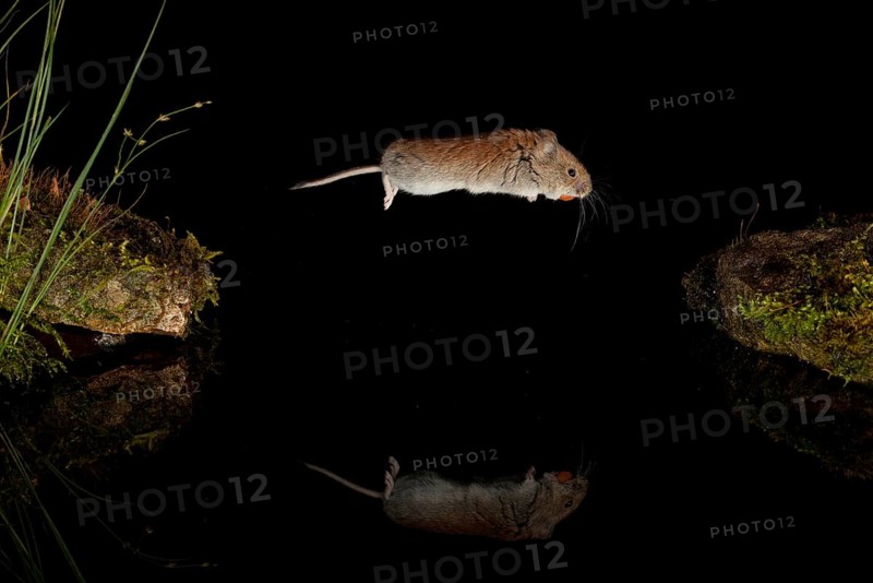 Bank vole,