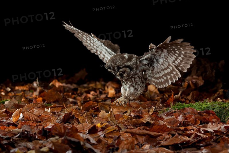 Tengmalm's owl,
