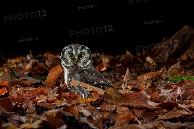 Tengmalm's owl,