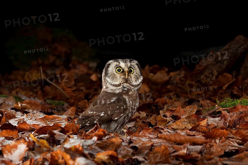 Tengmalm's owl,