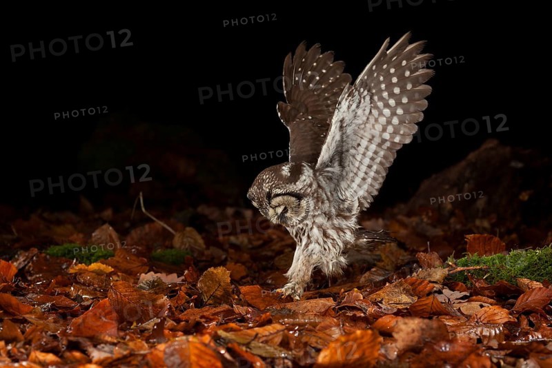Tengmalm's owl,