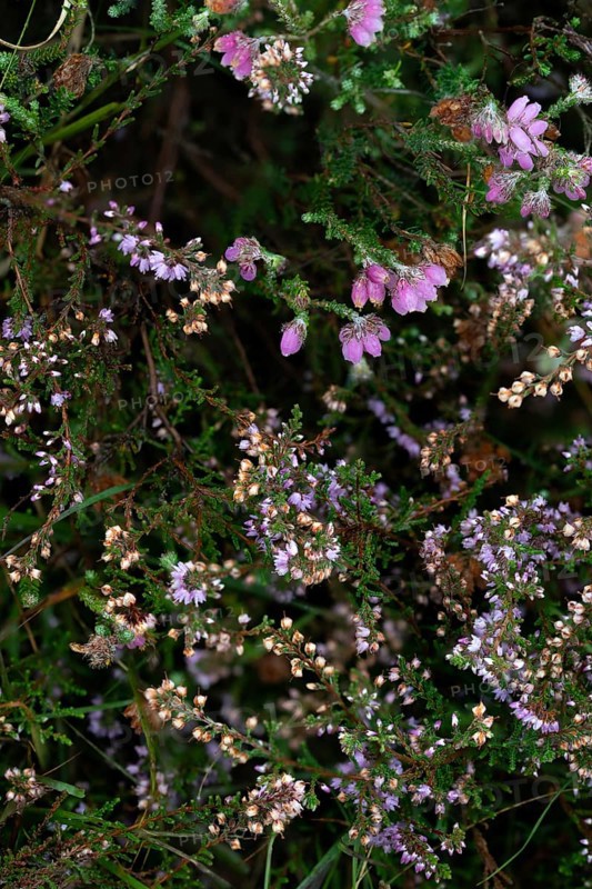 Common heather,