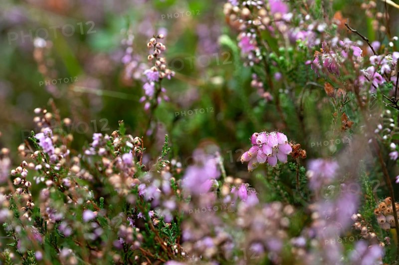 Common heather,
