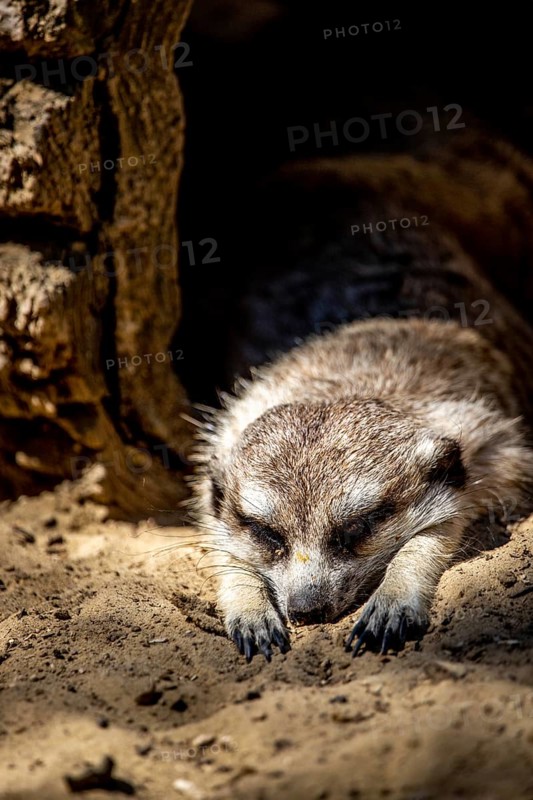 Young meerkats,
