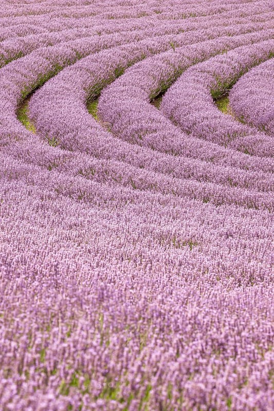 Lavender, purple flower