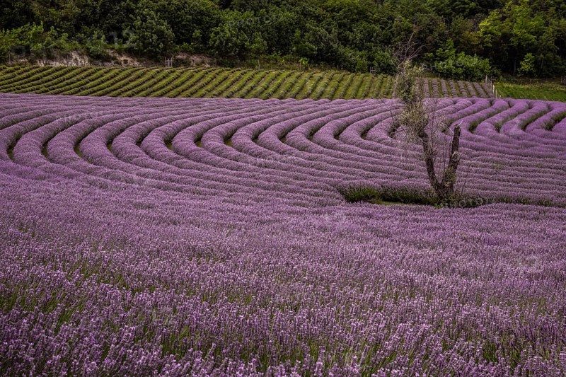 Lavender, purple flower
