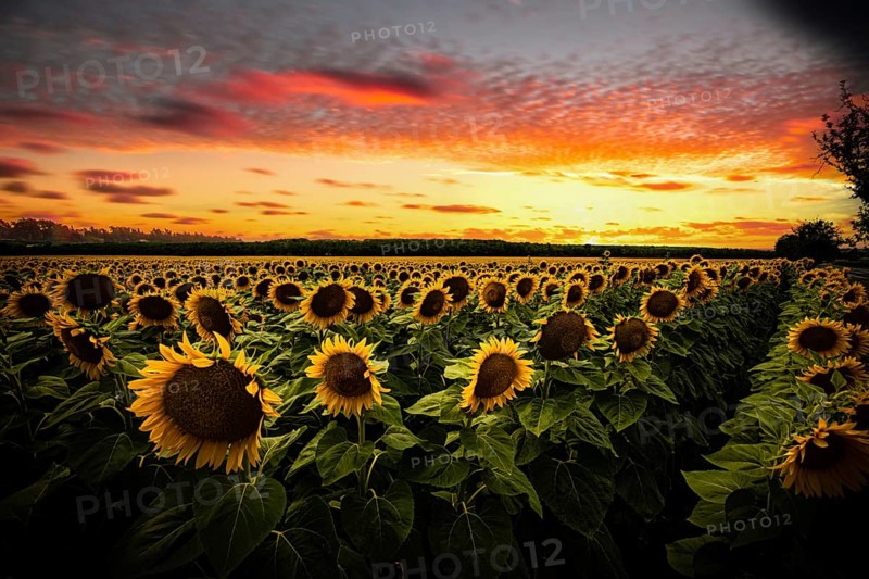 Sunflower,
