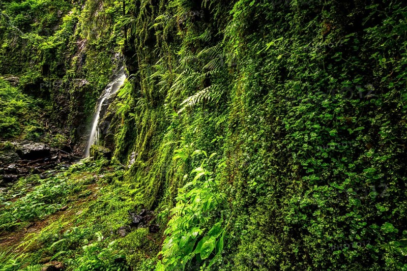 Waterfall at a green moss-covered cliff, the Burgbach waterfall near Schapbach in the Black Forest