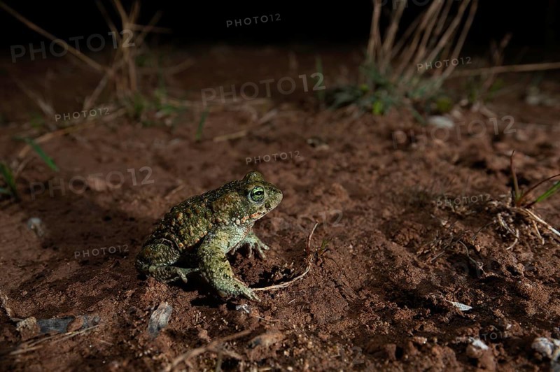 Natterjack toad,