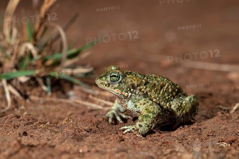 Natterjack toad,