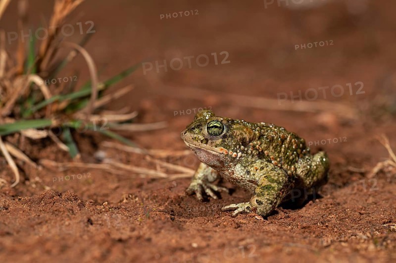 Natterjack toad,