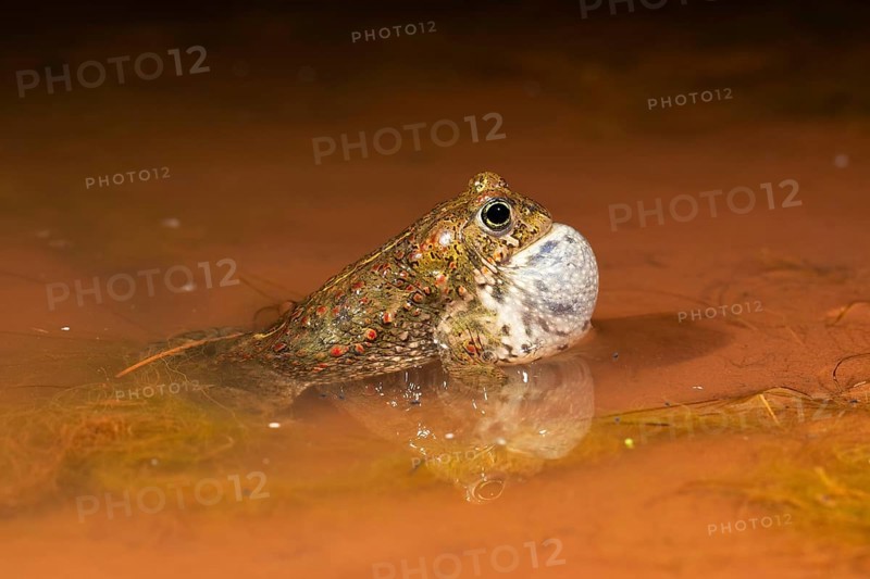 Natterjack toad,
