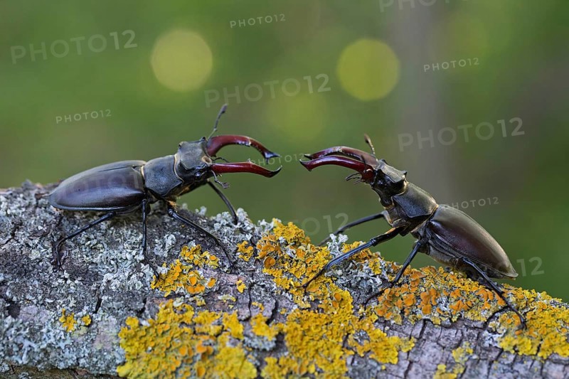 Stag beetle,