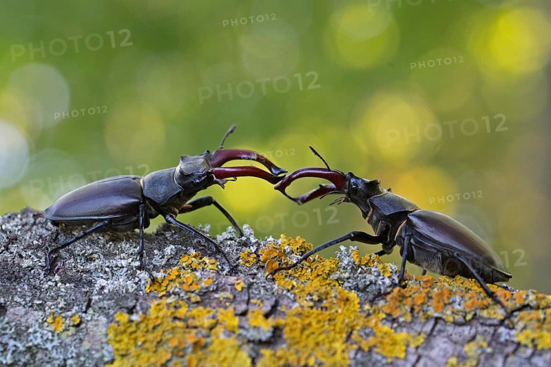 Stag beetle,