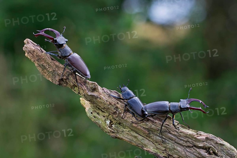 Stag beetle,