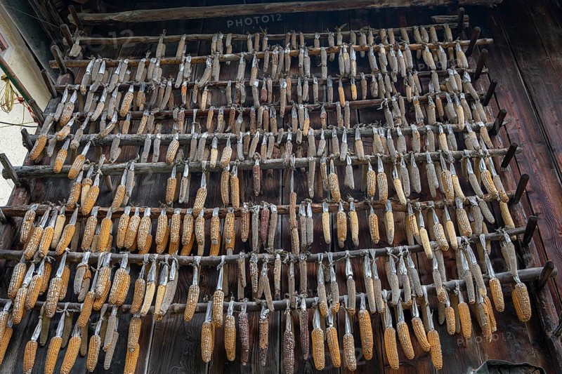 Dried maize hanging from a wooden shed, Imst