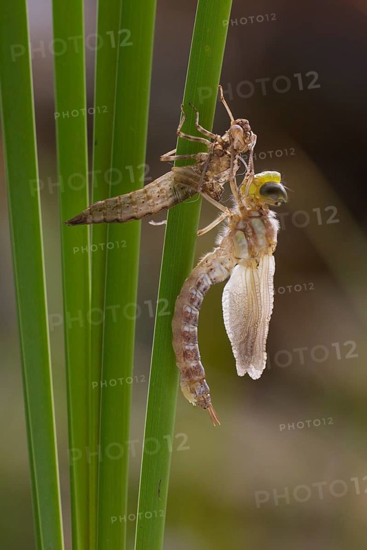 Southern hawker,