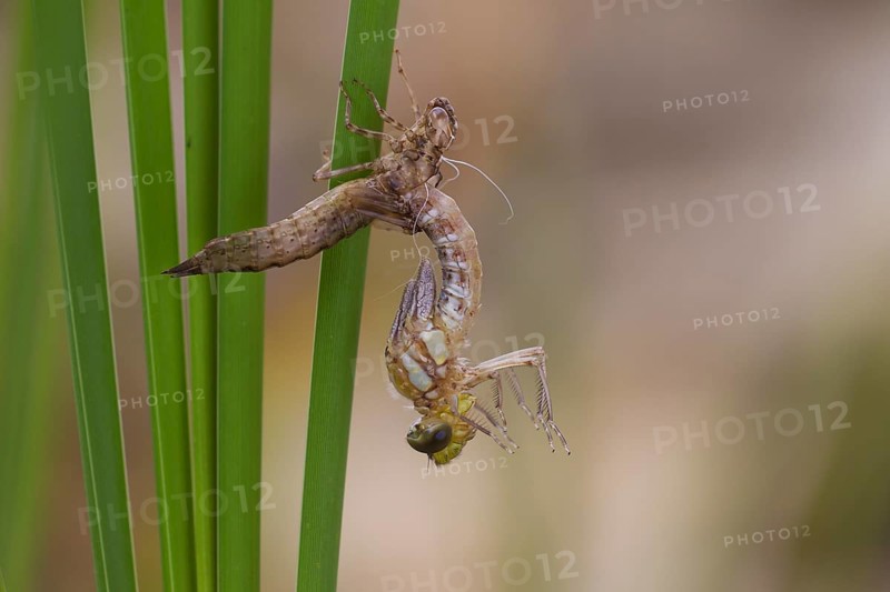 Southern hawker,