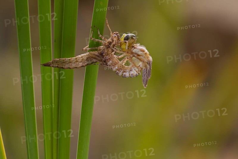 Southern hawker,