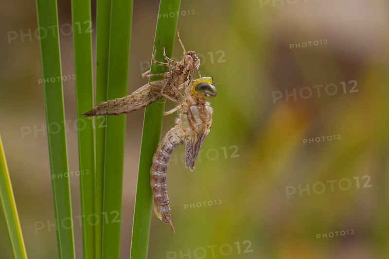 Southern hawker,