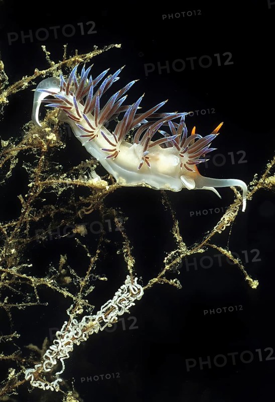 Nudibranch Thread snail,