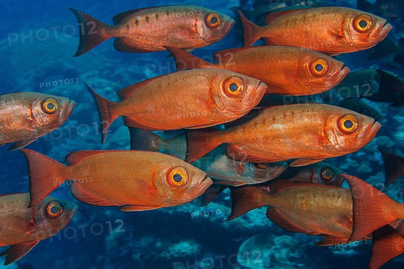 Shoal of common bigeye,