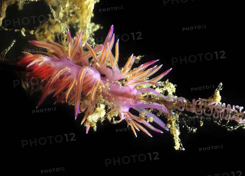 Nudibranch edmundsella pedata,