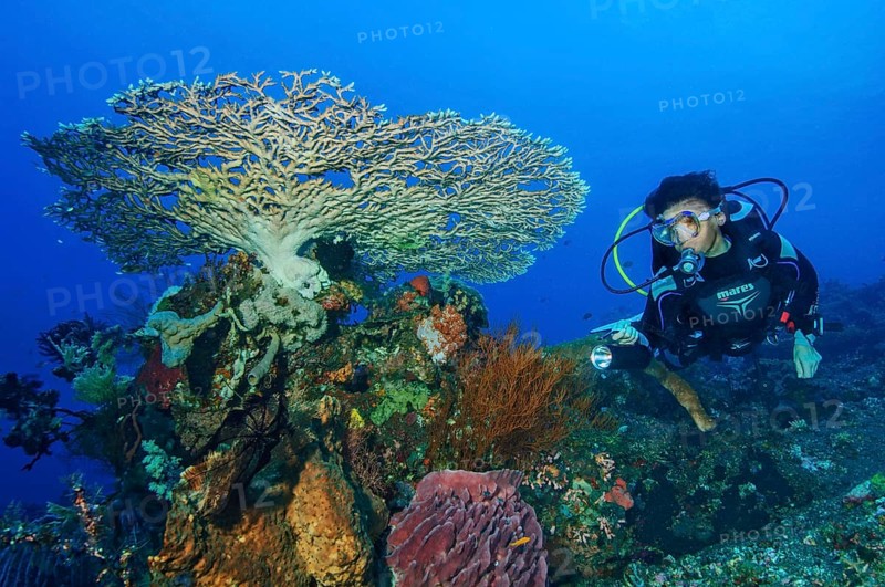 Diver diving swimming through coral reef looking at illuminated coral block with stony corals,