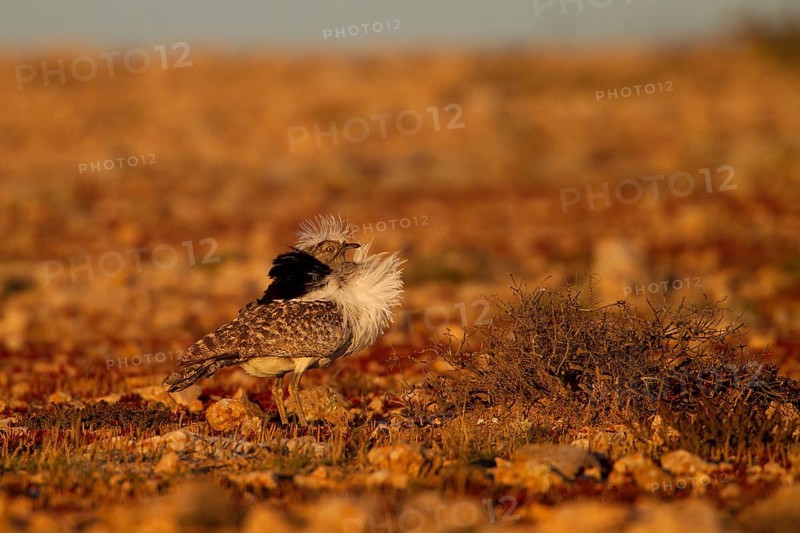 Cantilever Bustard,