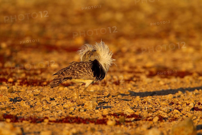 Cantilever Bustard,