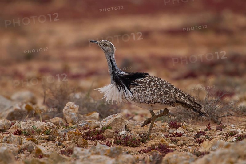 Cantilever Bustard,