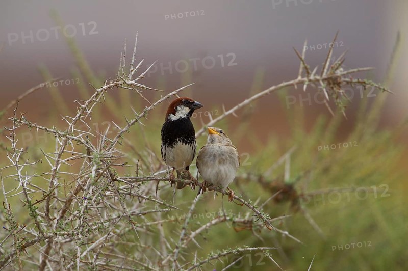 Spanish sparrow,