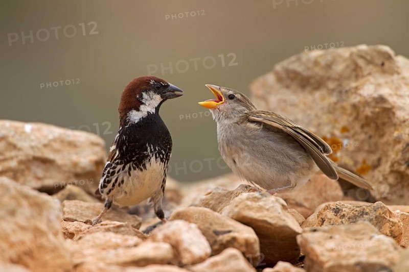 Spanish sparrow,
