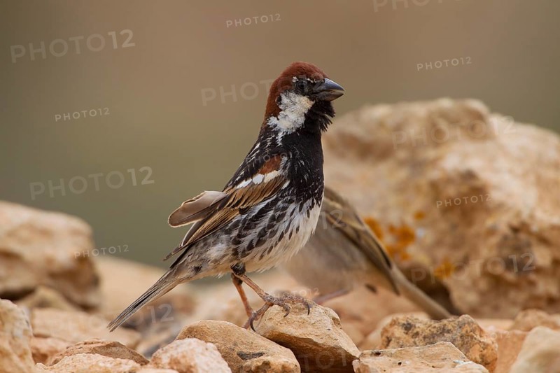 Spanish sparrow,