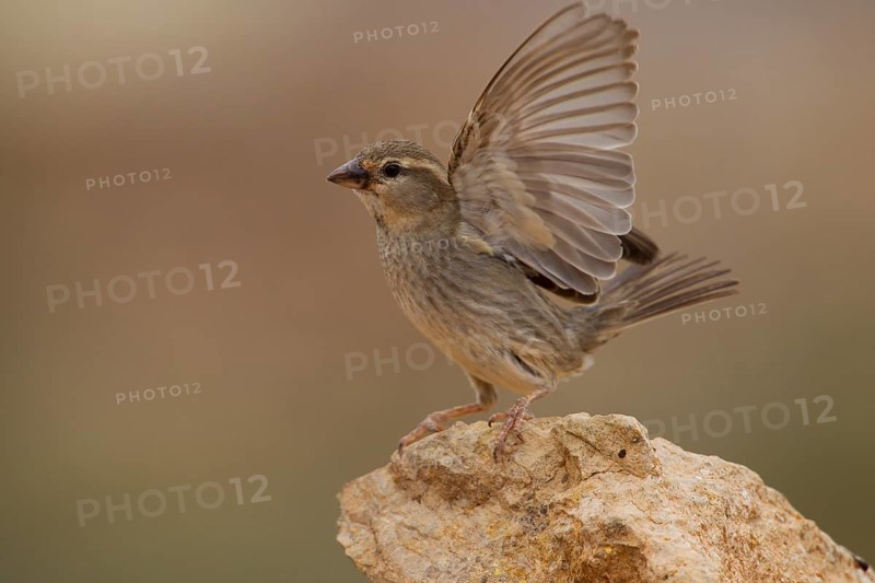 Spanish sparrow,