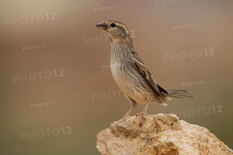 Spanish sparrow,