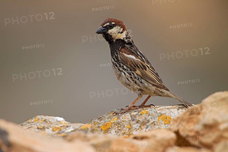 Spanish sparrow,