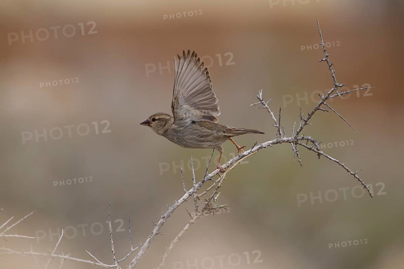 Spanish sparrow,