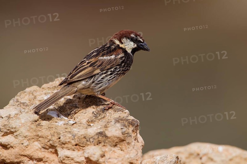 Spanish sparrow,