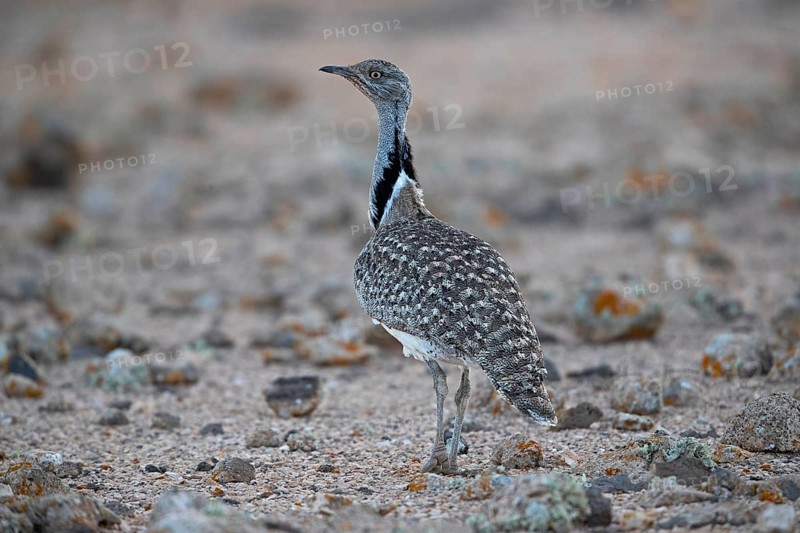 Cantilever Bustard,