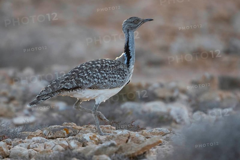 Cantilever Bustard,