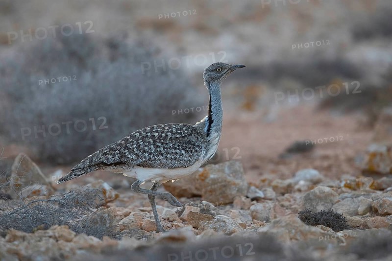 Cantilever Bustard,