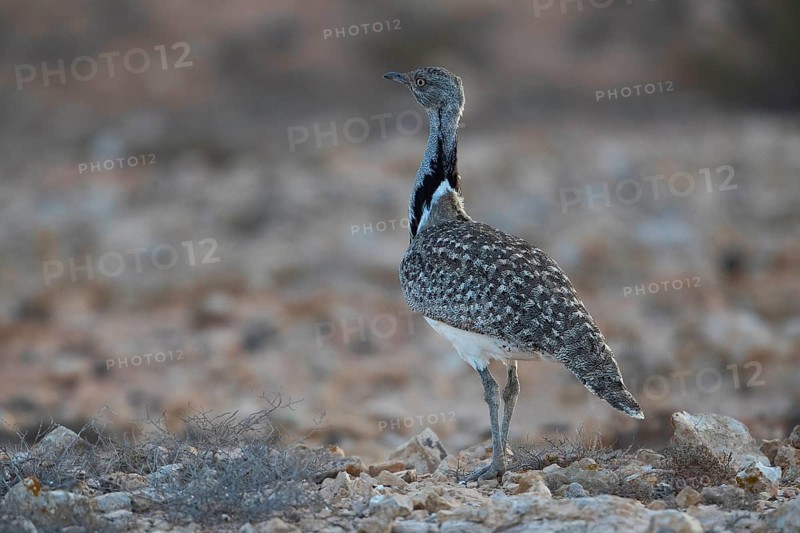 Cantilever Bustard,